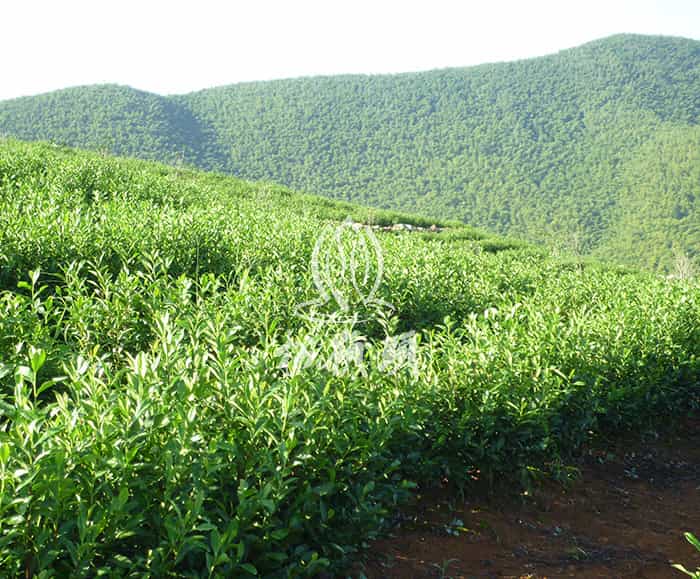 天目湖白茶