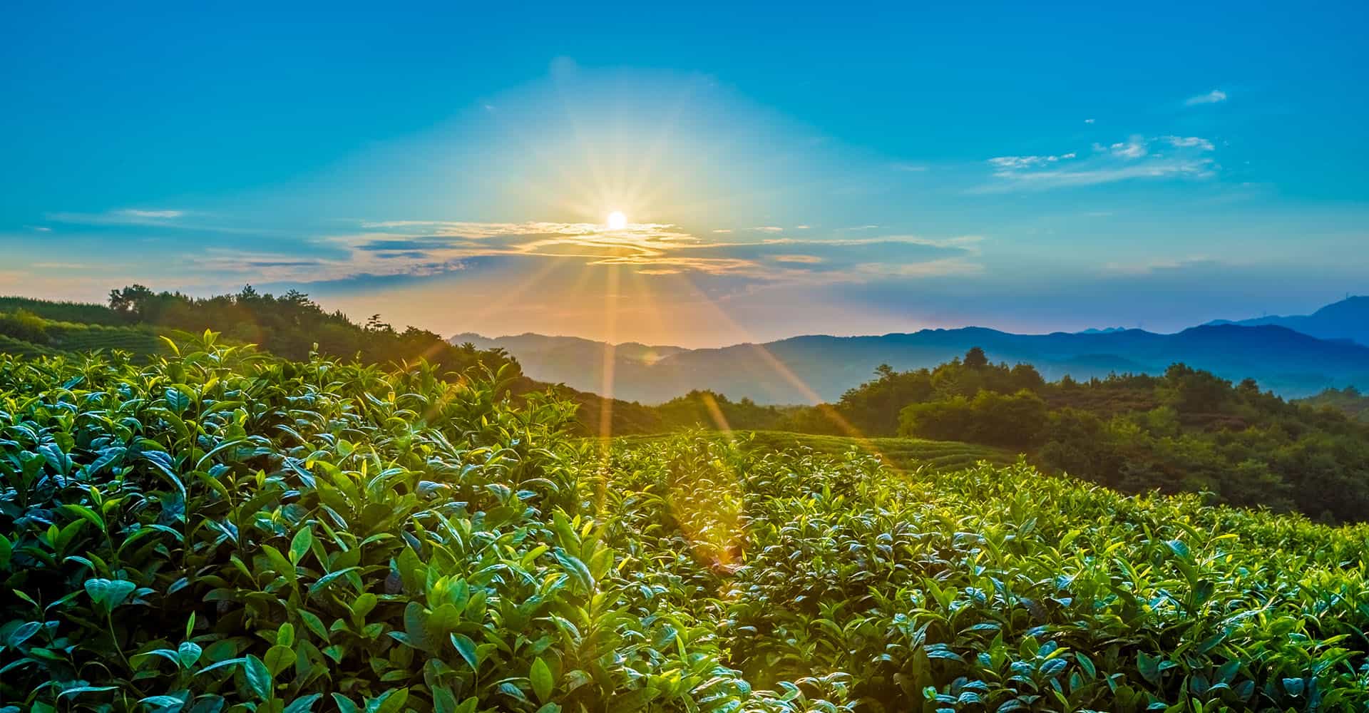 溧阳白茶