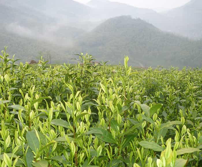 茶园风景