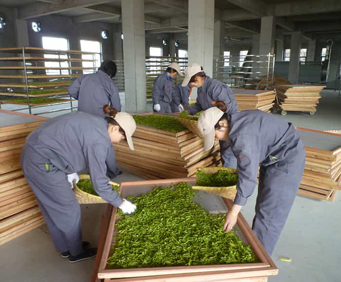制茶车间现场